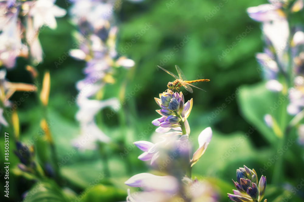 dragonfly on blossoming flower hosts dragonfly on blossoming flower hosts