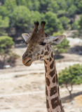 Front on view of a Giraffa camelopardalis rothschildi against green foliage. Head and neck only.