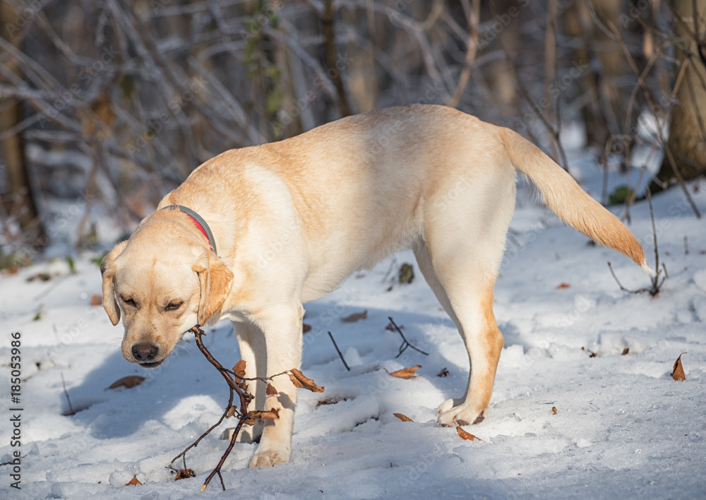 Young labrador dog in the forest in winter
