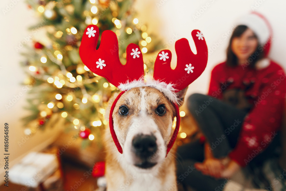 cute funny puppy in reindeer hat sitting at beautiful chrismas tree with lights and presents. seasonal greetings, happy holidays. merry christmas and happy new year concept. space for text