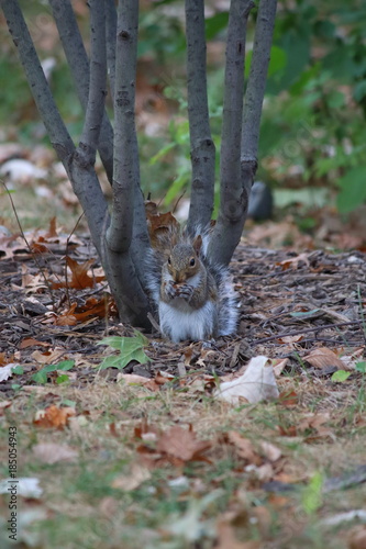 grey squirrel © Pentagonien