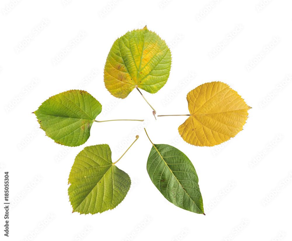 Natural five green botany garden leaf from tree isolated on white background Natural five green botany garden leaf from tree isolated on white background