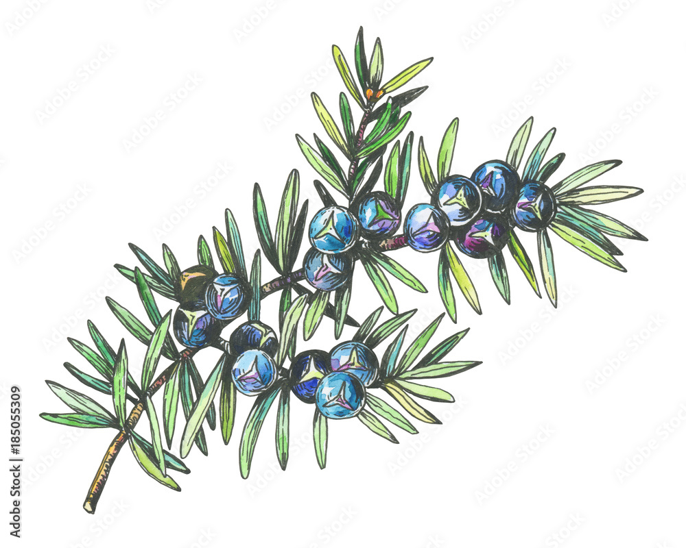 Graphic of Juniper plant (Juniperus communis) with berries and leaves.  Black and white outline illustration with watercolor hand drawn painting.  Isolated on white background. Illustration Stock | Adobe Stock