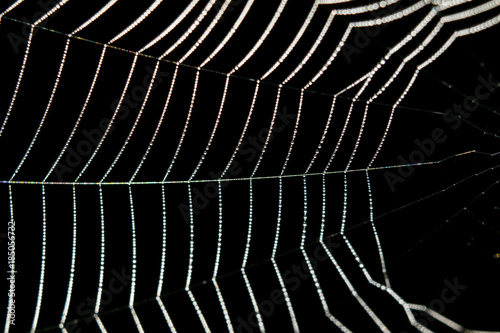 Spider web with dew photo