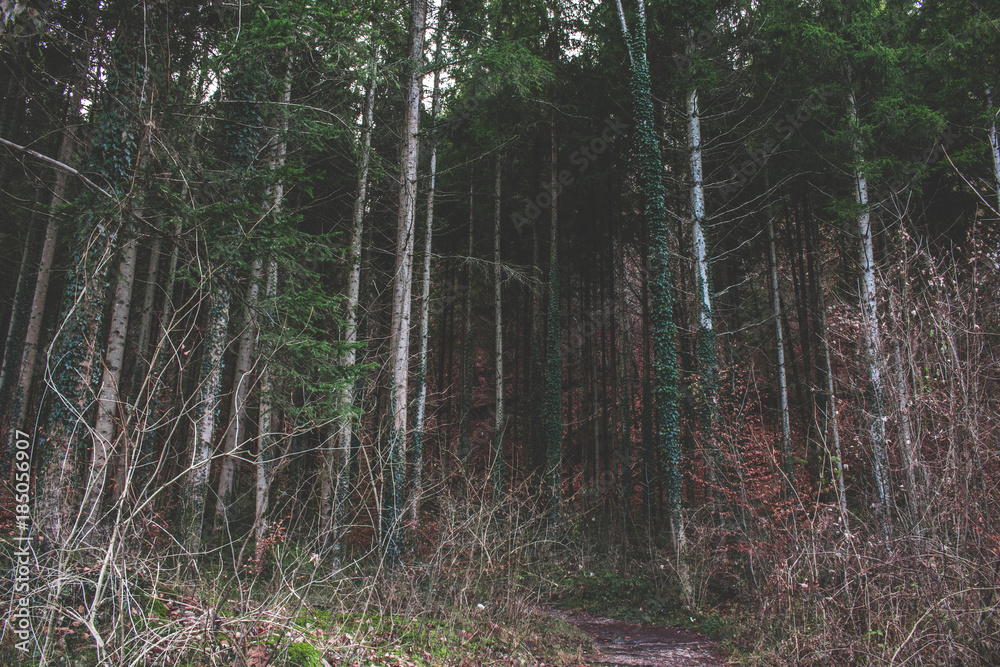 dark autumn forest pine trees covered in green ivy dark autumn forest pine trees covered in green ivy