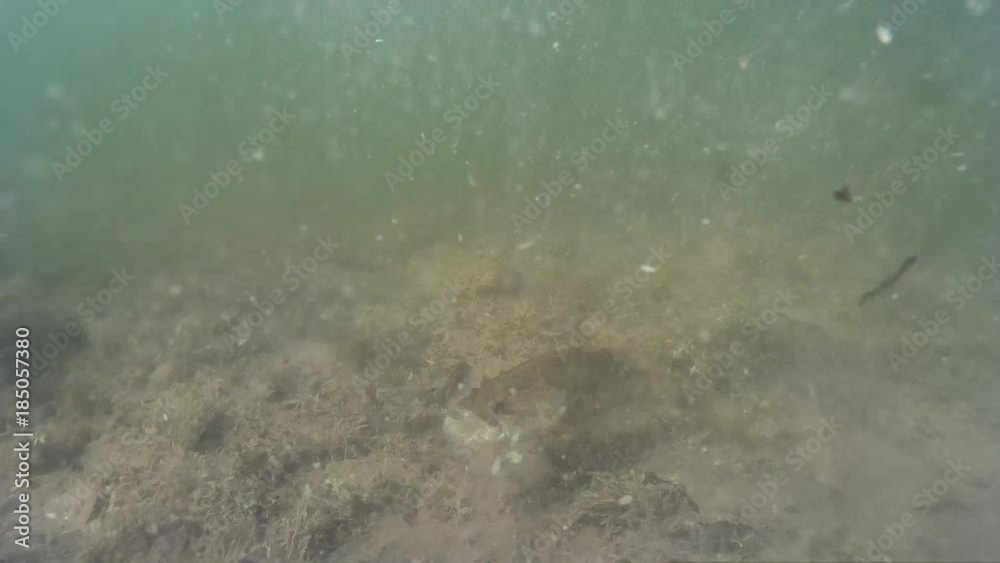 Fishing under water, the moment when the fish is caught on the hook. the third part of the video Fishing under water, the moment when the fish is caught on the hook. the third part of the video