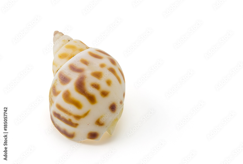 Sea shell on white background, clipping part Sea shell on white background, clipping part
