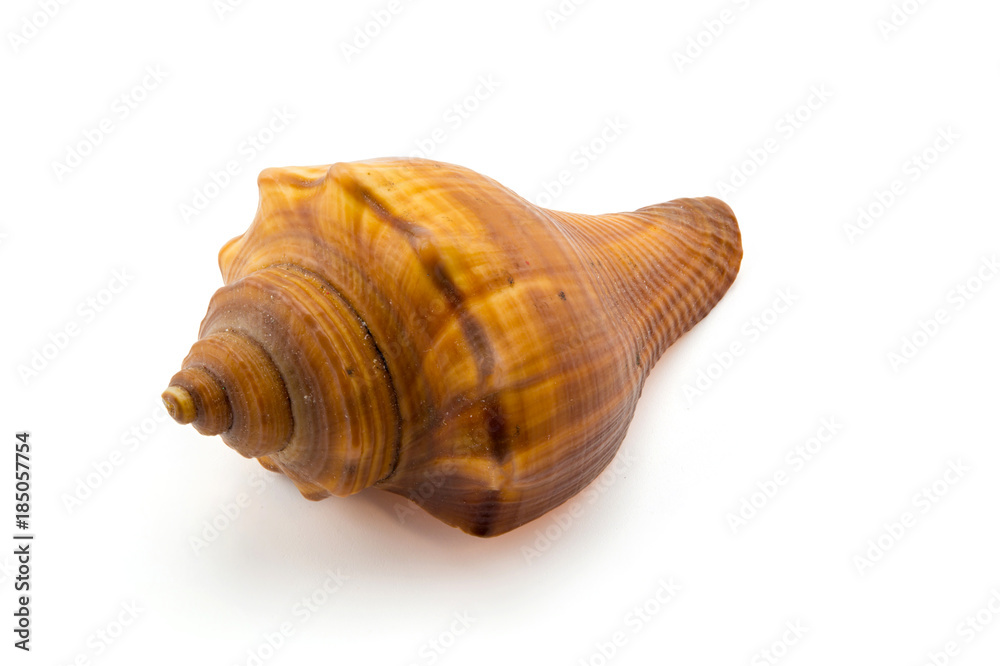 Sea shell on white background, clipping part Sea shell on white background, clipping part