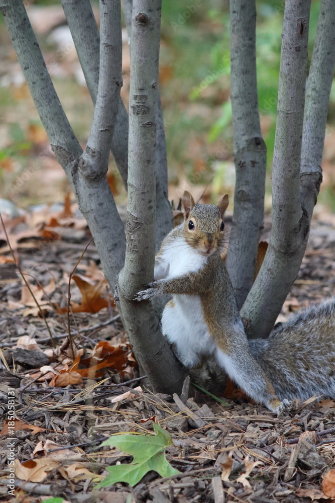 Obraz premium grey squirrel