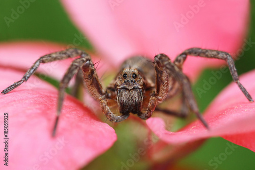 Wolf spider in natural habitat