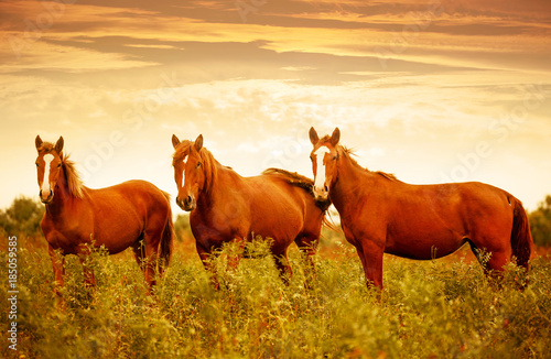Beautiful brown horses in the green meadow during nice sunset sky