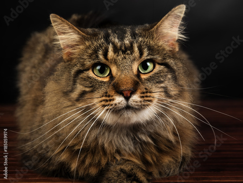 Close-up portrait of a cute long-haired tabby cat lying on a hardfloor looking straight at the camera. photo