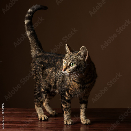 Portrait of a cute tabby cat with her tail up standing on a hardwood floor. © Bruno Passigatti