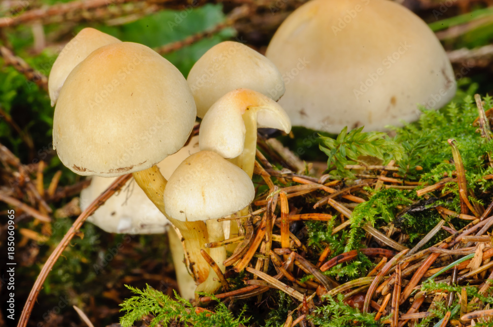 Hygrophorus chrysodon growing on dead wood Hygrophorus chrysodon growing on dead wood