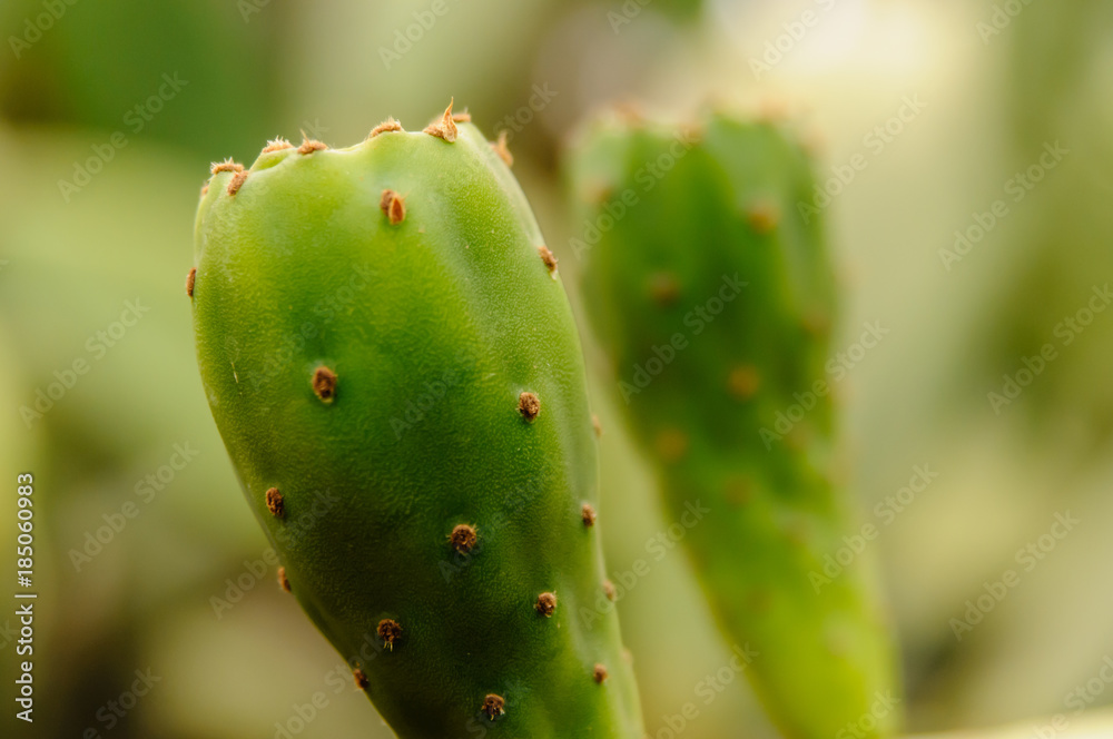 Prickly pear cactus at the Jardin Majorelle, Marrakech, Morocco Prickly pear cactus at the Jardin Majorelle, Marrakech, Morocco