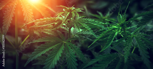  marijuana  background at sunset. bush cannabis. photo