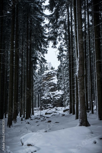 Spaziergang im Harz