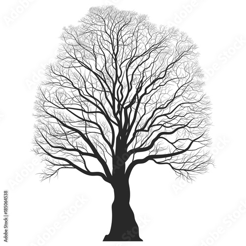 Tree Silhouette. Black bare oak outline. Detailed image. Vector