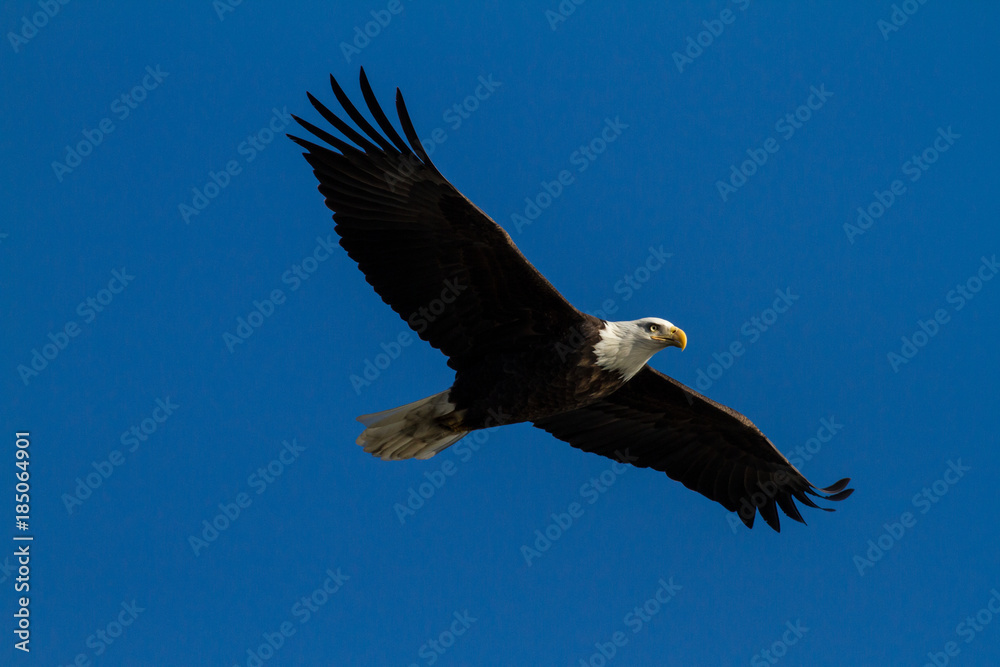 Fototapeta premium Soaring Bald Eagle