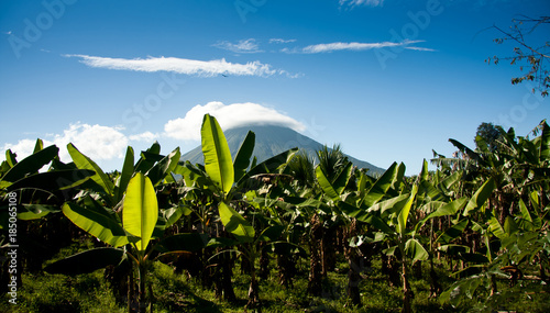 Banana plantation with volcan Concepcion, Nicaragua, Central Amerika