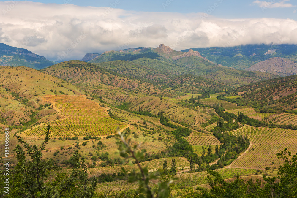 Naklejka premium Beautiful vineyards in mountains of Crimea