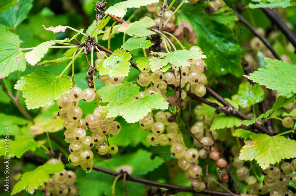 The white currant Bush with bunches of ripe berries (Ribes niveum) The white currant Bush with bunches of ripe berries (Ribes niveum)