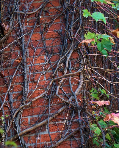 Vine Covered Wall © Gary Chorpenning
