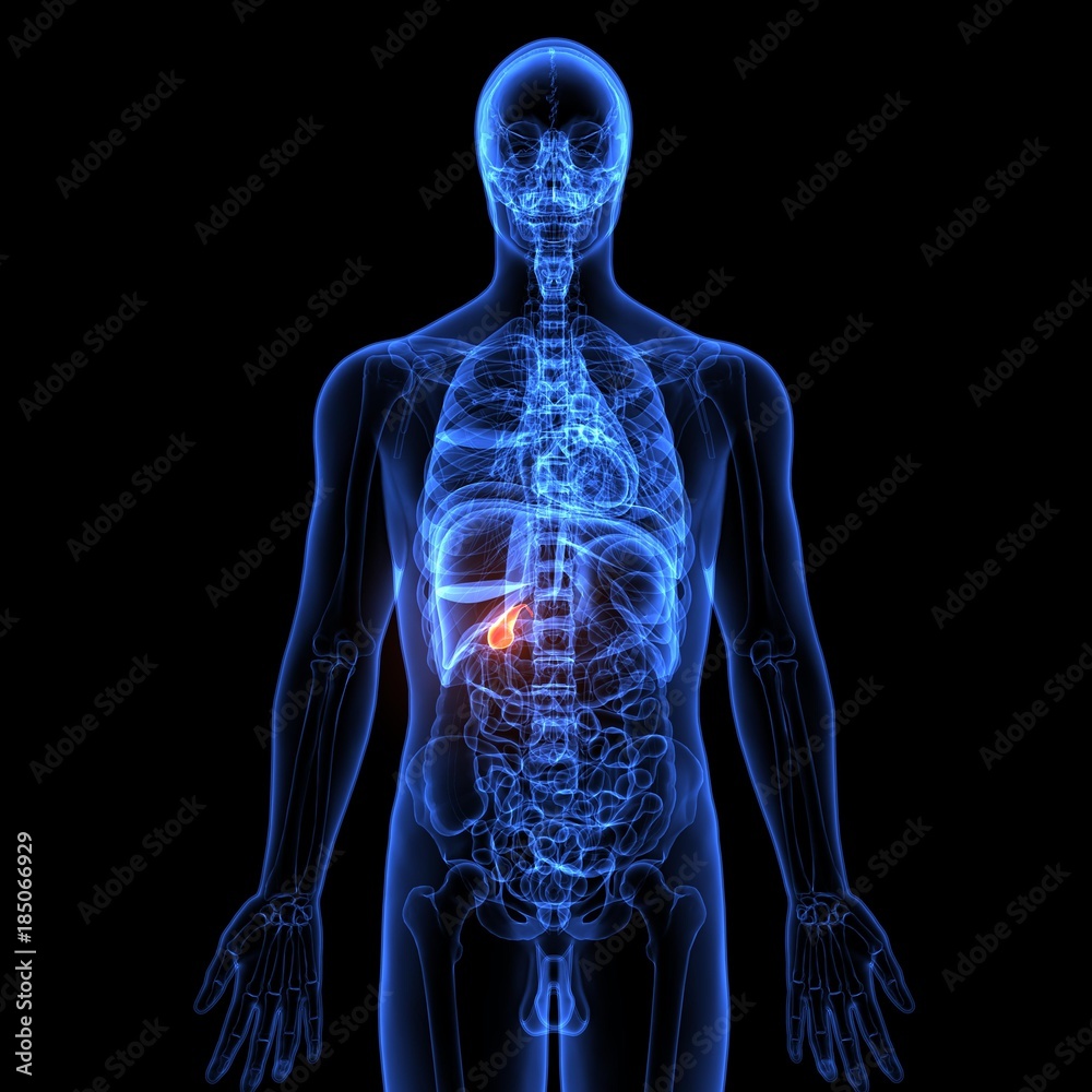 3D illustration of Pancreas - part of digestive system medical concept.
3D illustration of Pancreas - part of digestive system medical concept.