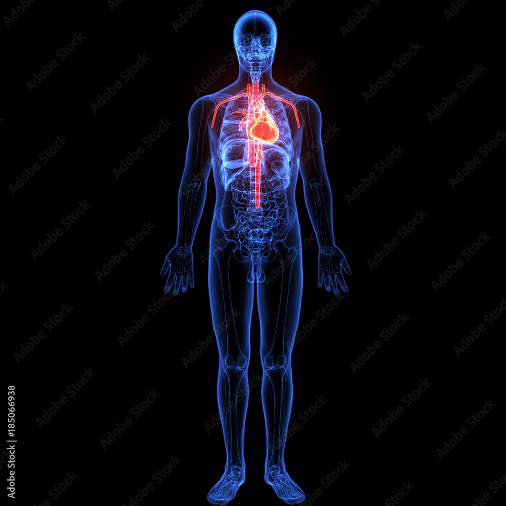 3d illustration of human body organ(heart anatomy)
3d illustration of human body organ(heart anatomy)