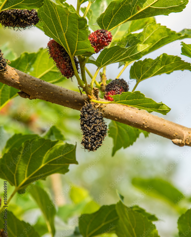 mulberries on a branch mulberries on a branch