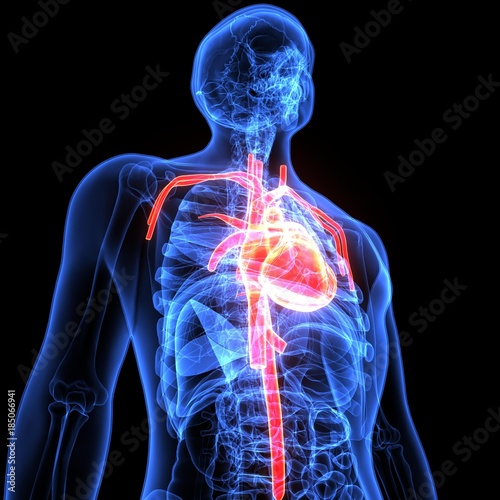 3d illustration of human body organ(heart anatomy)
 photo