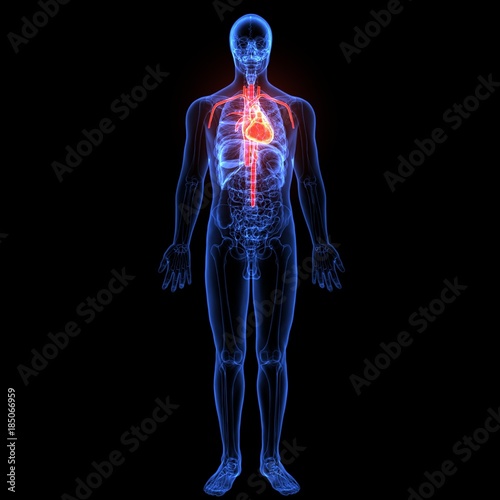 3d illustration of human body organ(heart anatomy) 