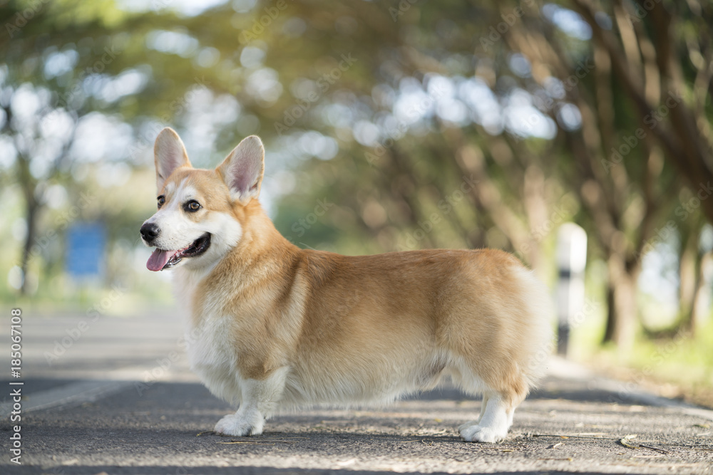 Corgi dog on the grass in summer sunny day