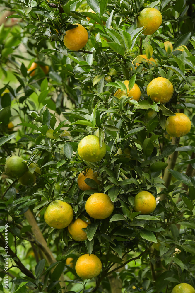 Close up of orange trees in the garden