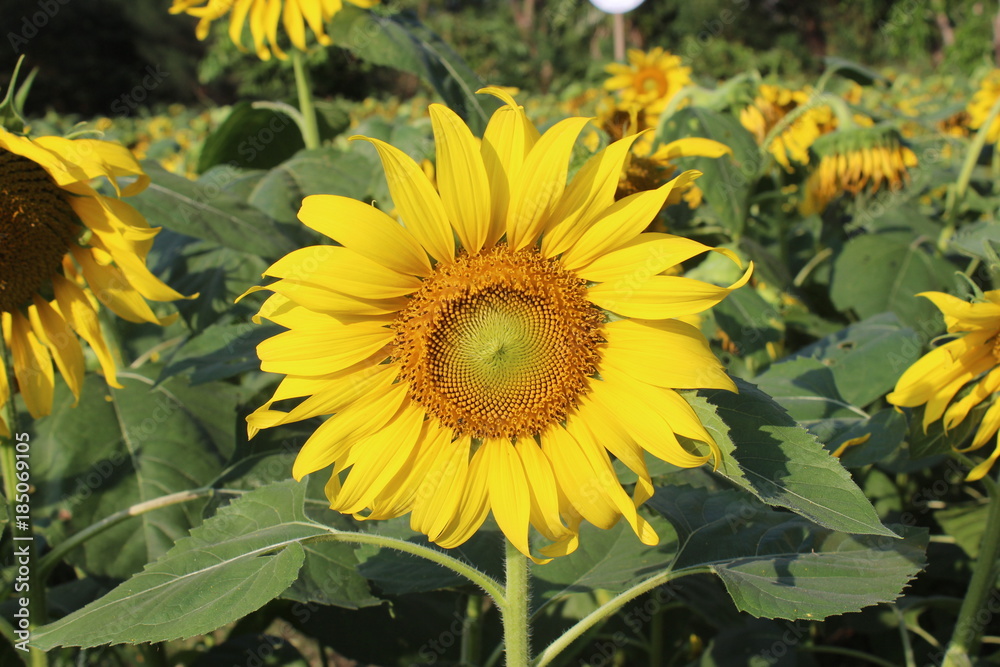 Fototapeta premium beautiful sun flowers