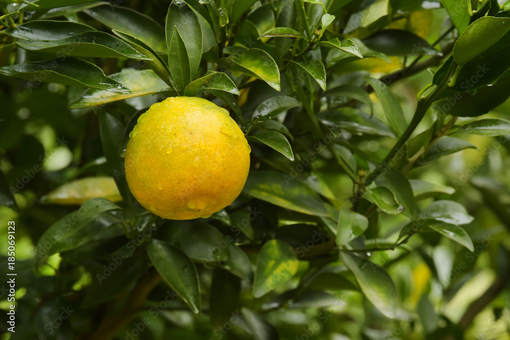 Close up of orange trees in the garden