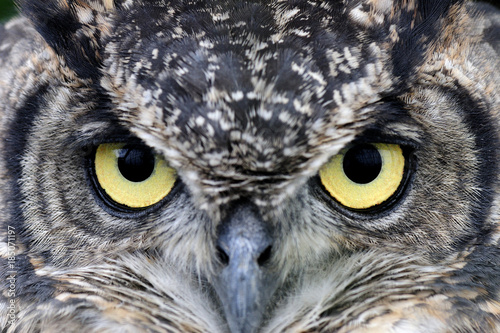 Uhu, Eagle Owl, Bubo bubo. Portrait. Nahaufnahme.. © Markus