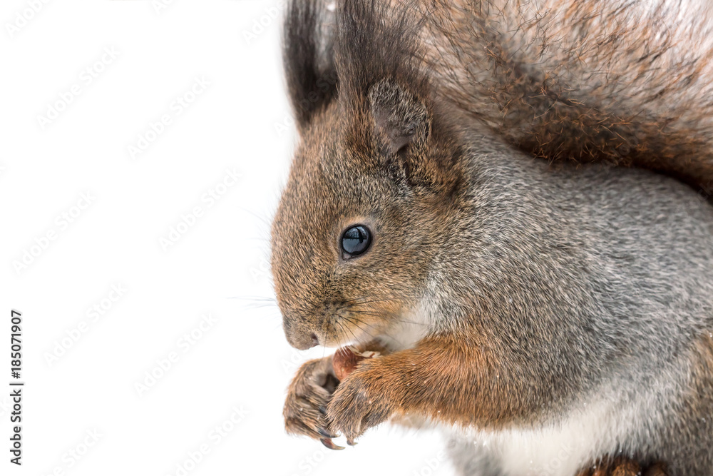 funny red squirrel sitting in snow and holding nut, macro view funny red squirrel sitting in snow and holding nut, macro view