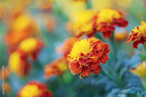 Orange marigold with beauty. © RK1919