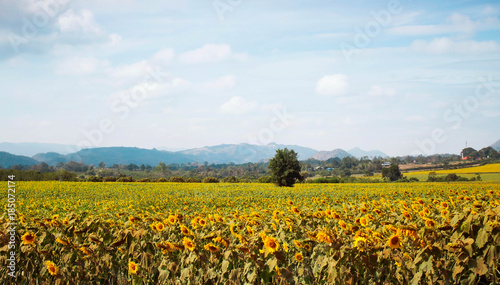 Sunflower field with sky.
