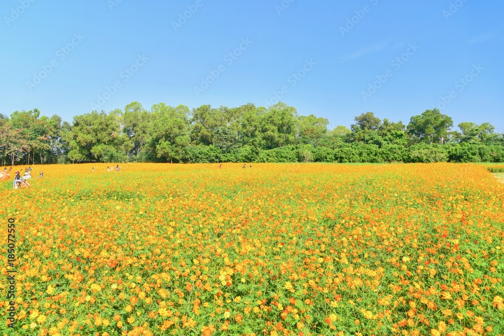 Fototapeta premium Beautiful Scenery of Blooming Orange Cosmos Flowers Field