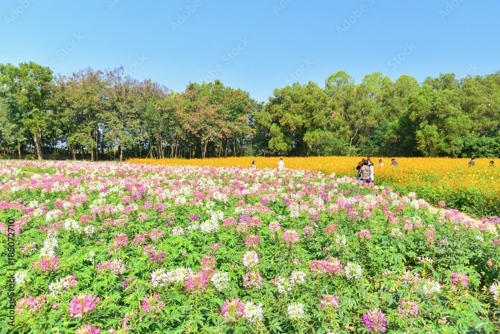 Obraz premium Pink Flowers Fields at Jim Thompson Farm