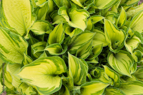 Background of hosta, green yellow leaves