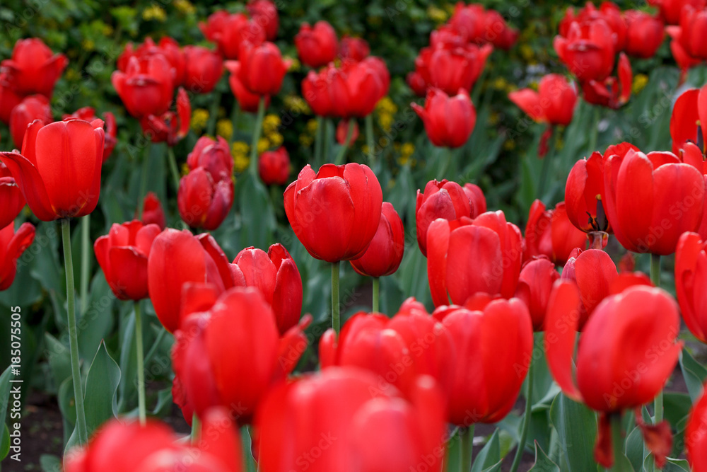 Group of red tulips are growing on a spring meadow. Beauty in nature. Group of red tulips are growing on a spring meadow. Beauty in nature.