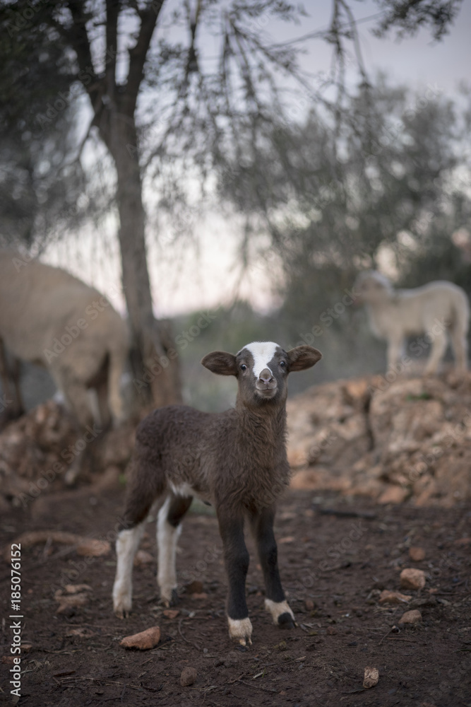 Fototapeta premium Defiant Lamb born in Winter, Playing in a Mediterranean Olive Grove