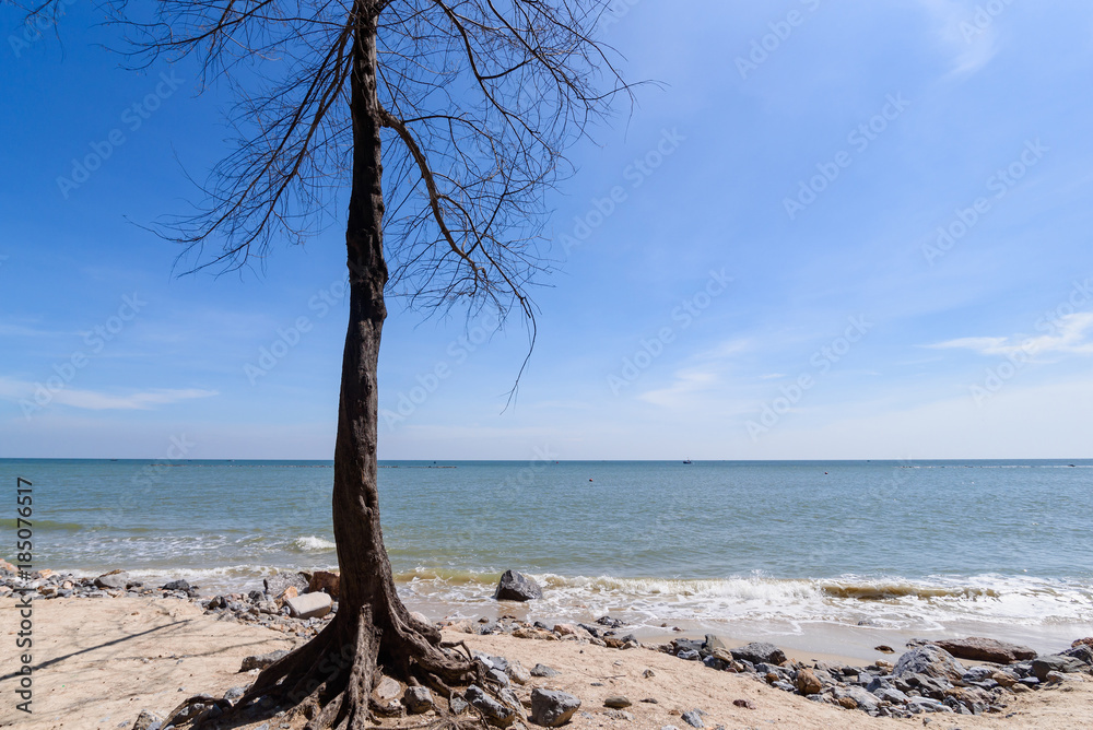 Dead tree on the shore.Thailand.