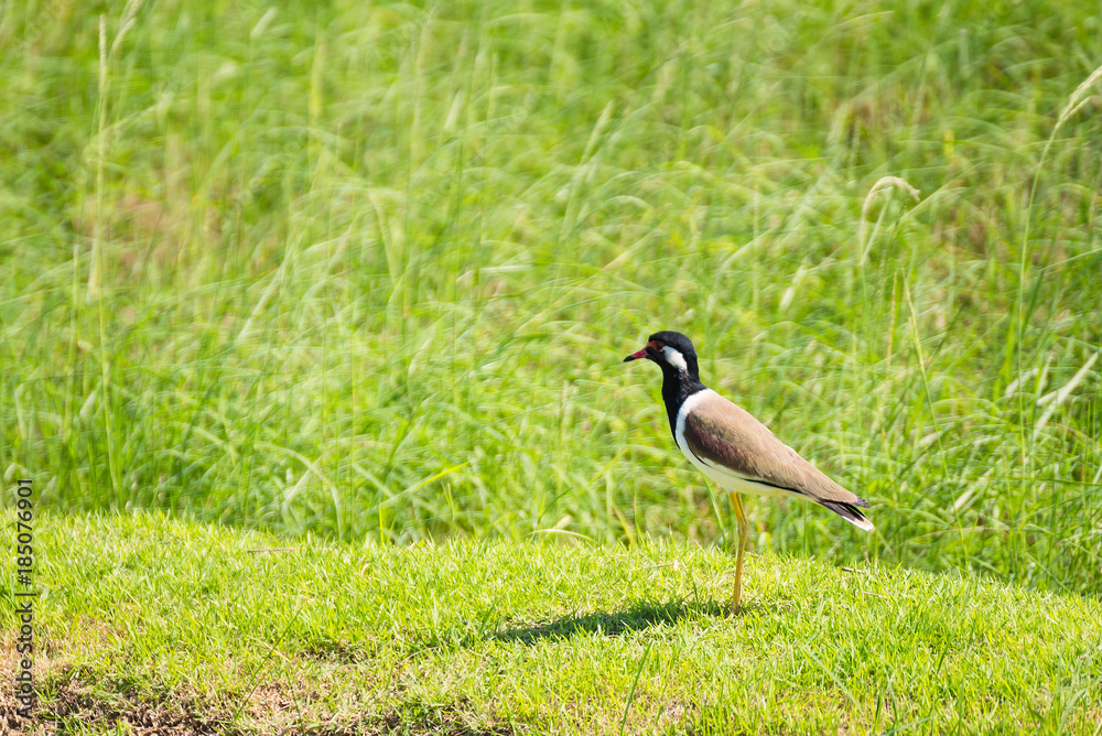 Bird in the nature background.Thailand. Bird in the nature background.Thailand.