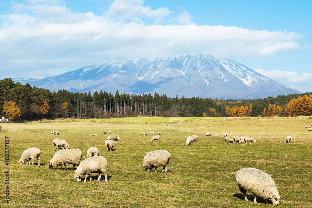 Fototapeta premium 小岩井農場