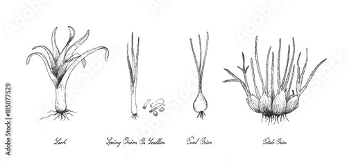 Hand Drawn of Bulb Vegetables on White Background photo