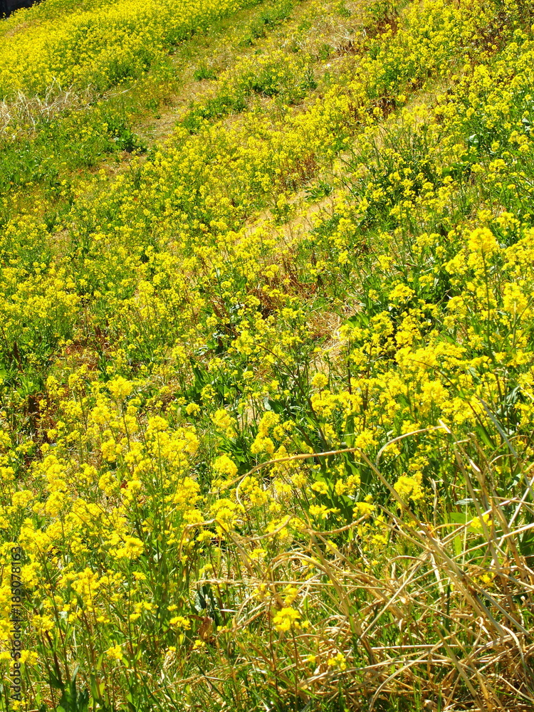 Obraz premium 土手に咲くナノハナ